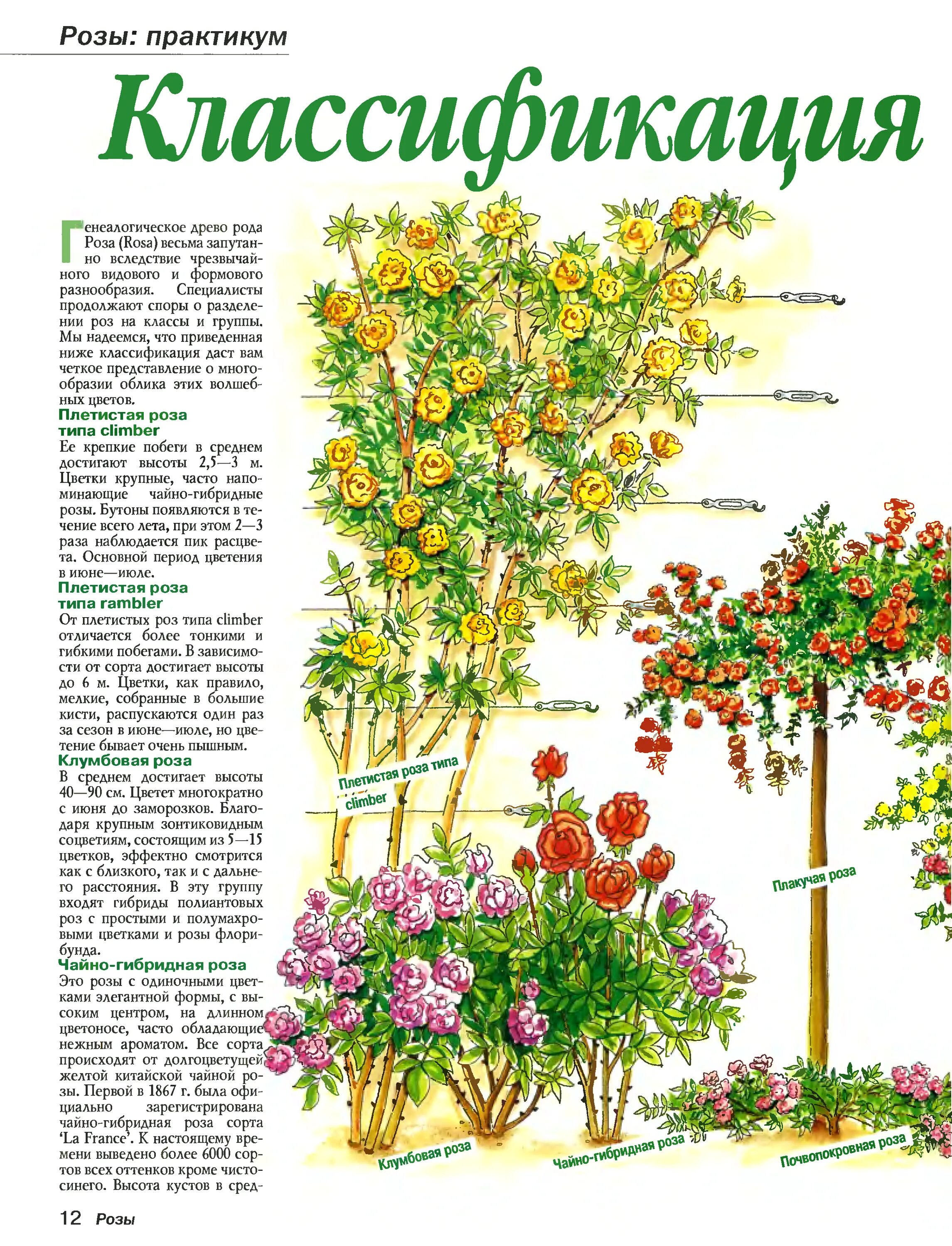 Как отличить розы. Сорт мелкой плетистой розы. Схема посадки плетистой розы. Формировка плетистых роз.