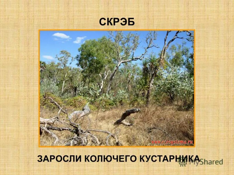 Малли скрэб. Скрэб в Австралии. Малли скрэб в Австралии. Скрэб заросли колючего кустарника.