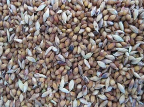 Купить семена суданки