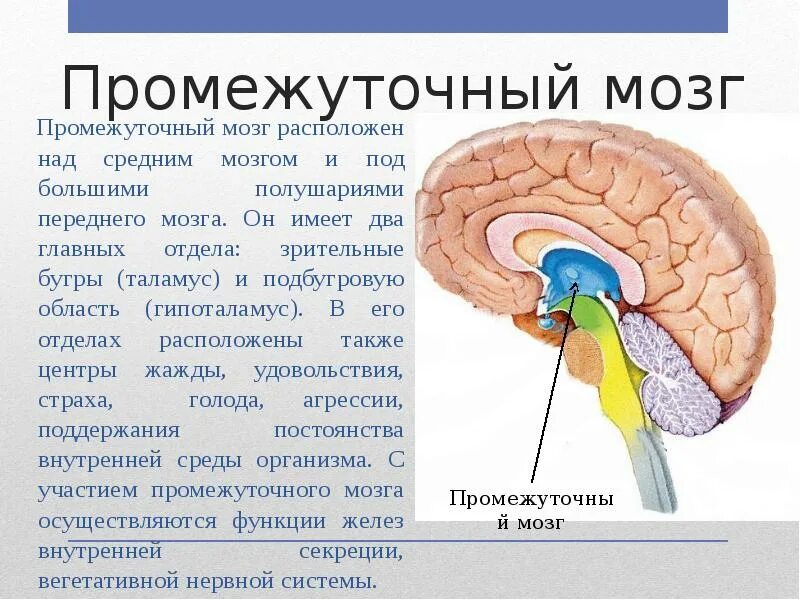 Функция промежуточного мозга дыхание температура тела. Промежуточный мозг строение и функции таблица. Промежуточный мозг строение. Структуры промежуточного мозга. Основные отделы промежуточного мозга.