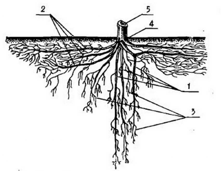 Плодовый корень. Корневая система яблони глубина. Строение корневой системы яблони. Система корня яблоня. Плодовые деревья корневая система яблони.