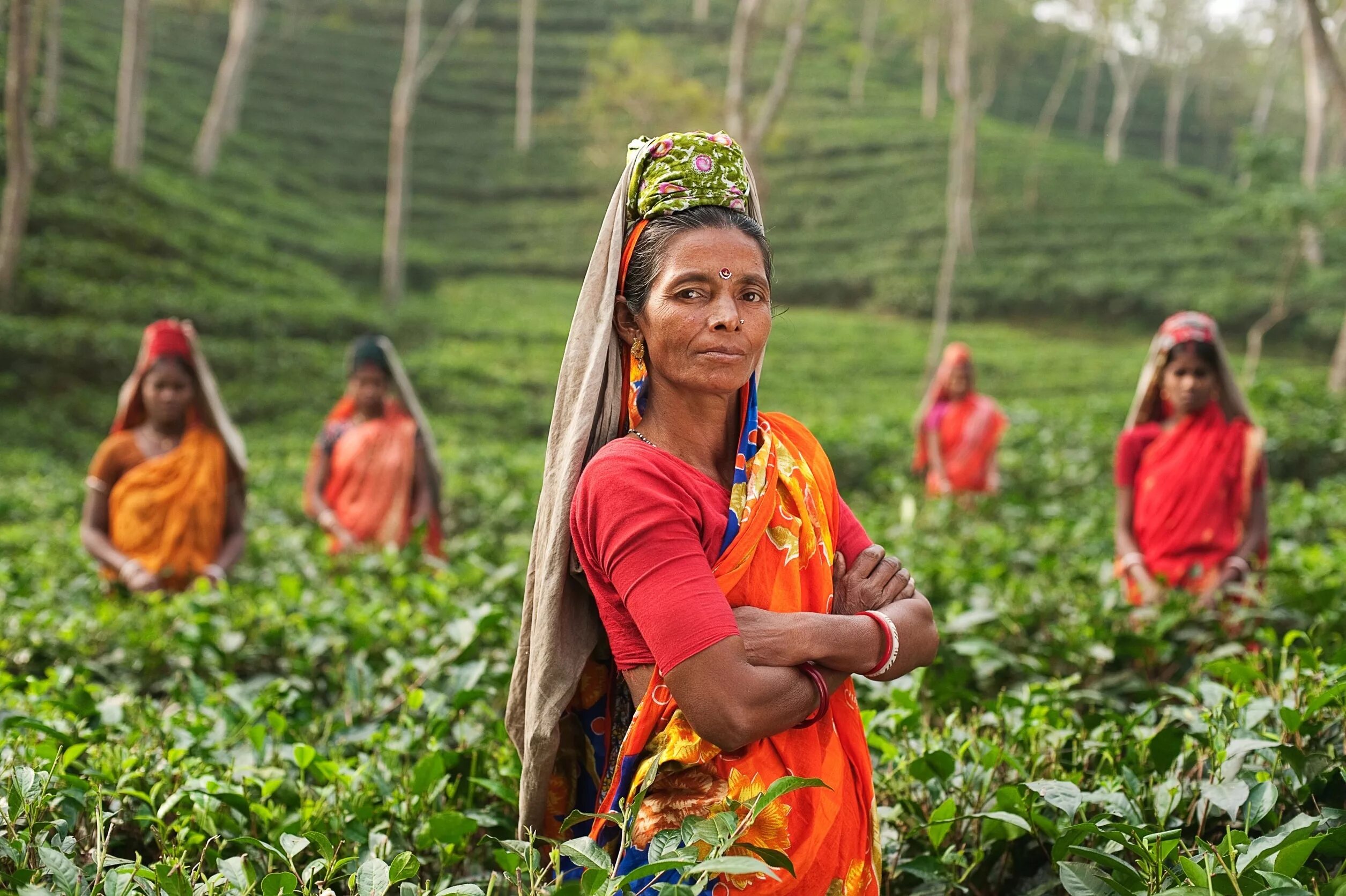 Шри ланка женщины. Бенгальцы в Индии. Шри Ланка население. Бангладеш бенгальцы. Бангладеш чайные плантации.