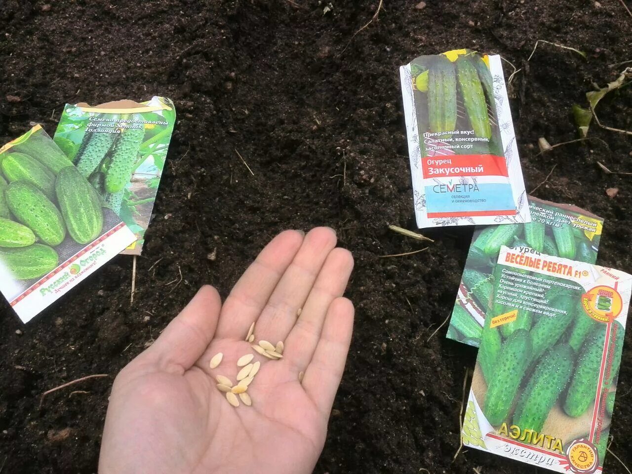 Можно ли посеять огурцы. Посев огурцов в грунт семенами. Семена для посадки. Огурцы посадка в открытый грунт семенами. Посев семян огурцов в теплице.