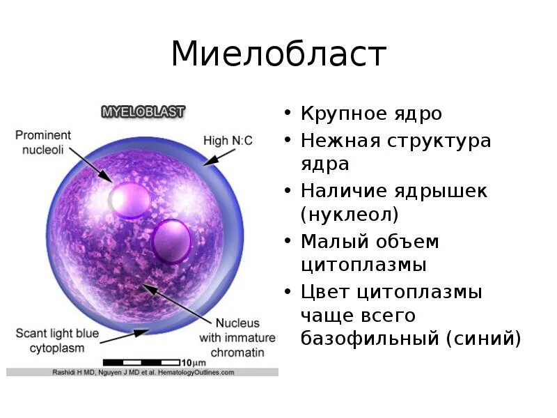 P ядра и e ядра. Базофильный миелобласт. нуклеолы. нуклеолы в ядре. строение ядра клетки.