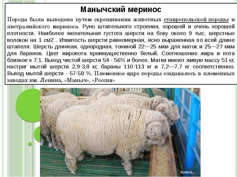 Меринос описание