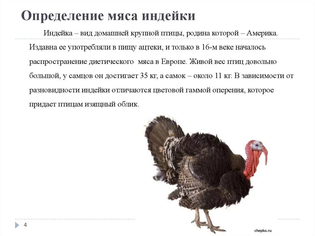 Цесарка и индейка. Индейка и индюшка одно и тоже. Ферма индюков. Чем отличается индюк от индюшки. Индейка и индюк чем отличаются.