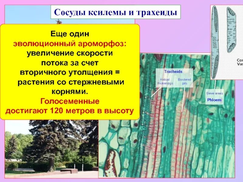 Проводящую функцию у растений выполняет. Трахеиды у голосеменных. сосуды и трахеиды. трахеиды в ксилеме у голосеменных. трахеиды и сосуды у растений.