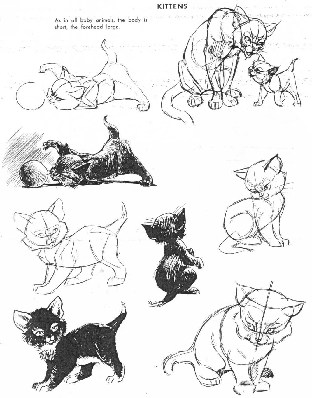 Коты в разных позах. Анатомия кошки для рисования. позы котов для рисования. наброски кошек в движении. наброски кошек в различных позах.