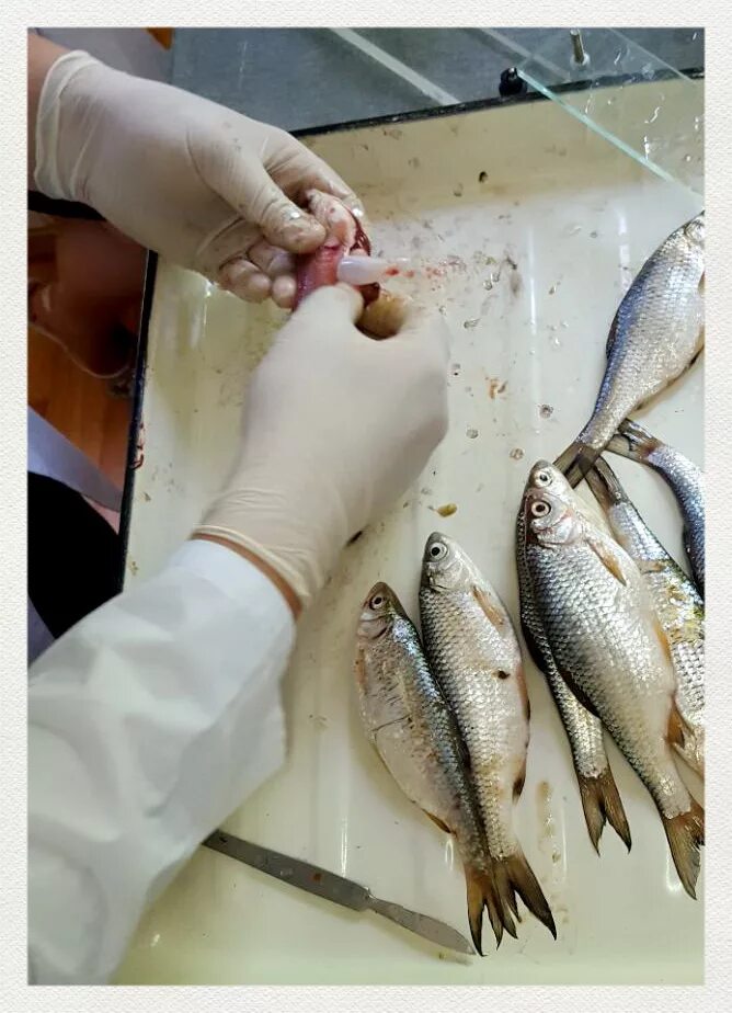 Оценка качества рыбы. Ветеринарно-санитарная экспертиза рыбы. Лабораторные исследования рыбы. Ветеринарной санитарной экспертизы рыбы и рыбной продукции. Санитарная оценка рыбы.