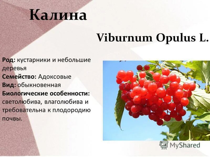 Систематика рябины