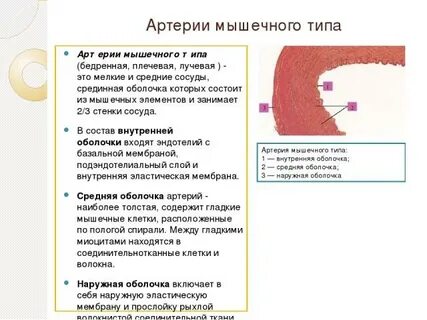 Мышечные артерии