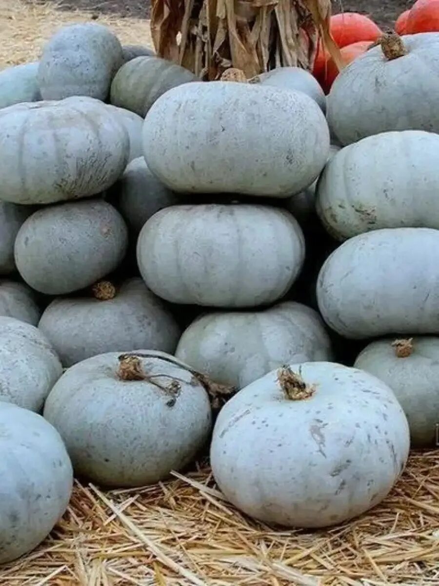 Тыквенных оптом