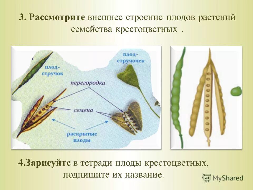 Крестоцветные стручочек