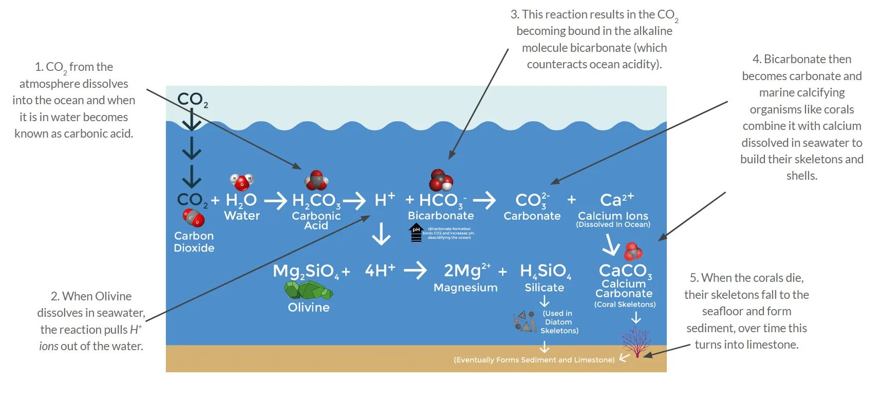 Use carbon dioxide. Which Organisms remove Carbon dioxide from the atmosphere?. Movement of Carbon dioxide from mitochondria into the atmosphere. Mars atmosphere Argon nitrogen Carbon dioxide. The Planet Marine Life Carbon dioxide.