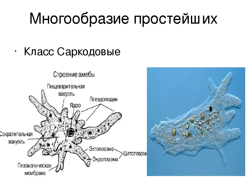 Сократительная вакуоль у амебы. Одноклеточные животные Саркодовые. Саркодовые строение клетки. Тип Саркодовые корненожки. Саркодовые простейшие представители.