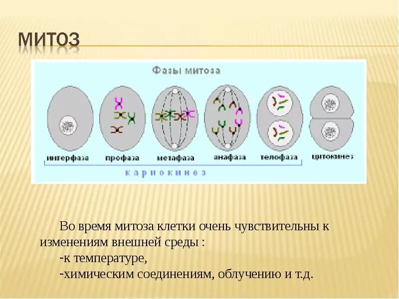 Митоз 5 класс биология. Размножение клеток митоз схема. Деление эукариотической клетки митоз. Фазы митоза схема. Перед делением клетки количество