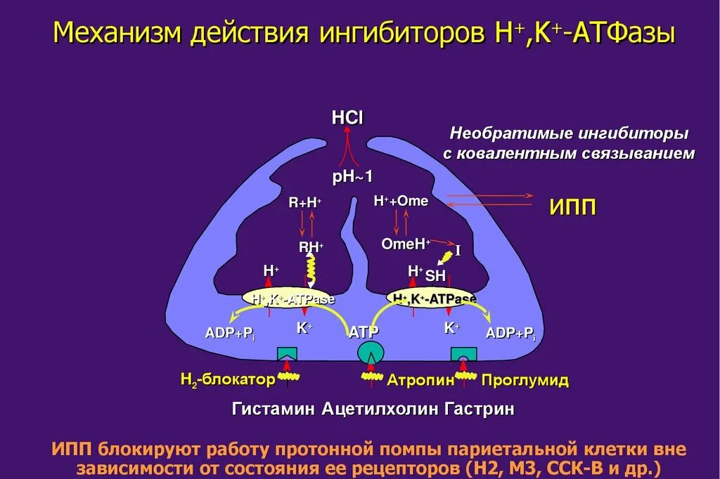 Ингибиторы протонной помпы нового поколения. Ингибиторы протонового насоса механизм действия. Механизм действия протонной АТФАЗЫ. Блокаторы протонного насоса механизм действия. Ингибиторы протонного насоса механизм действия.