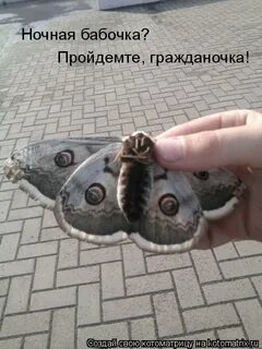 Ночная бабочка ну кто же песня