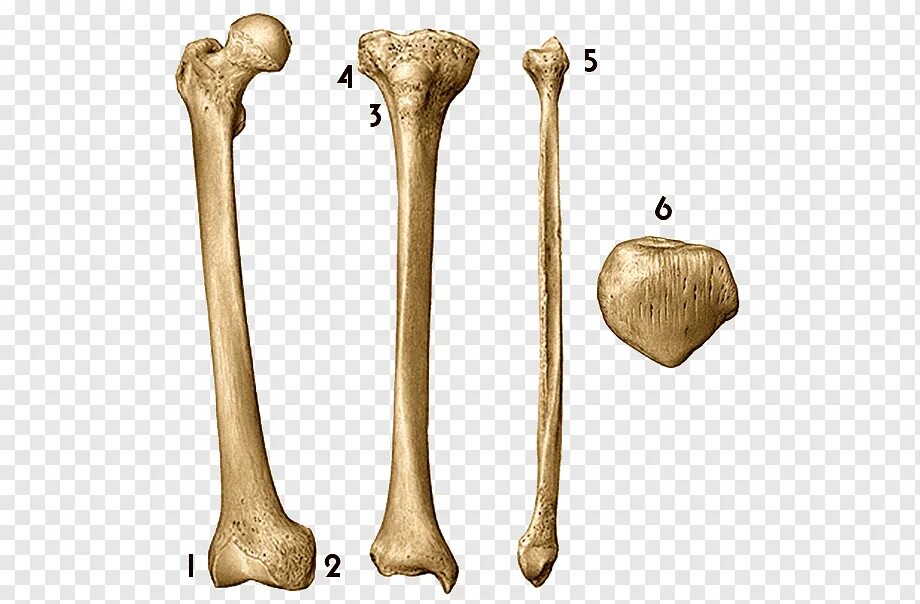 Па кость. Па кость. Па кость. Па кость. Bone 3դ.