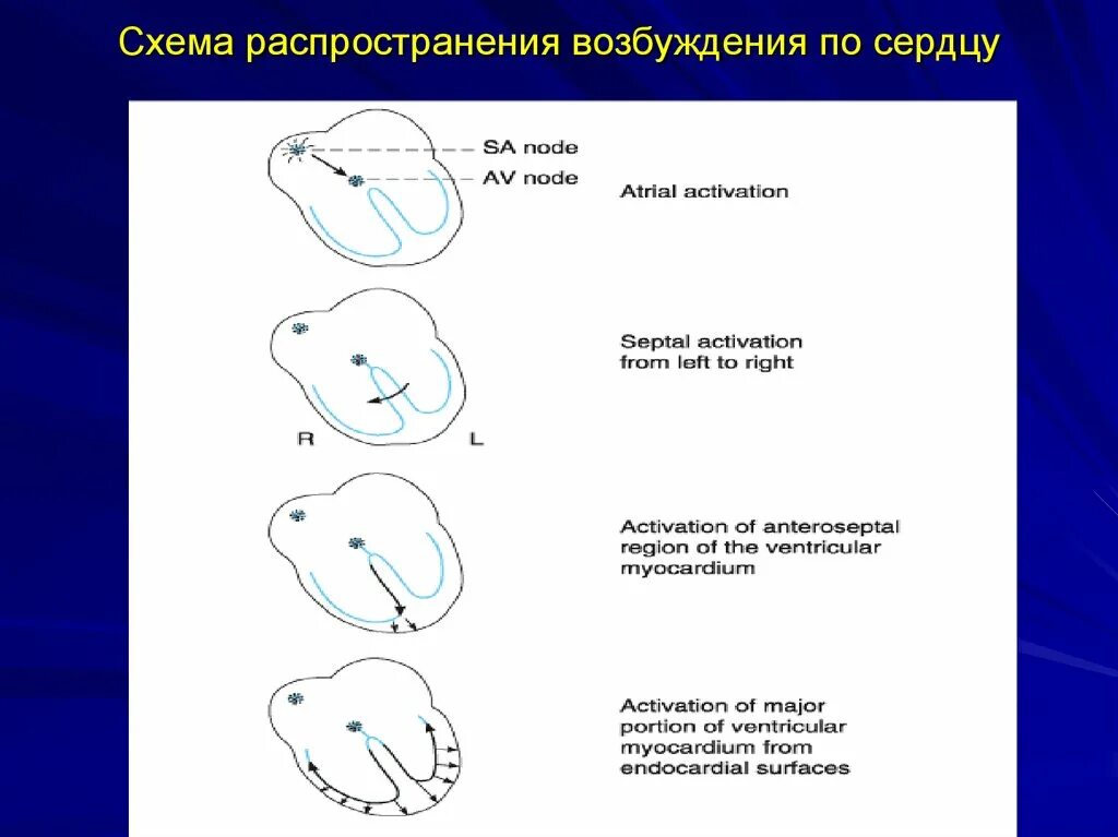 Распространение схема. Схема распространения возбуждения по сердцу. Распространение возбуждения по проводящей системе сердца. Динамика распространения возбуждения в сердце физиология. Схема возбудимости сердца.