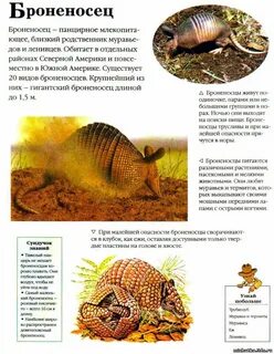 Где живет броненосец