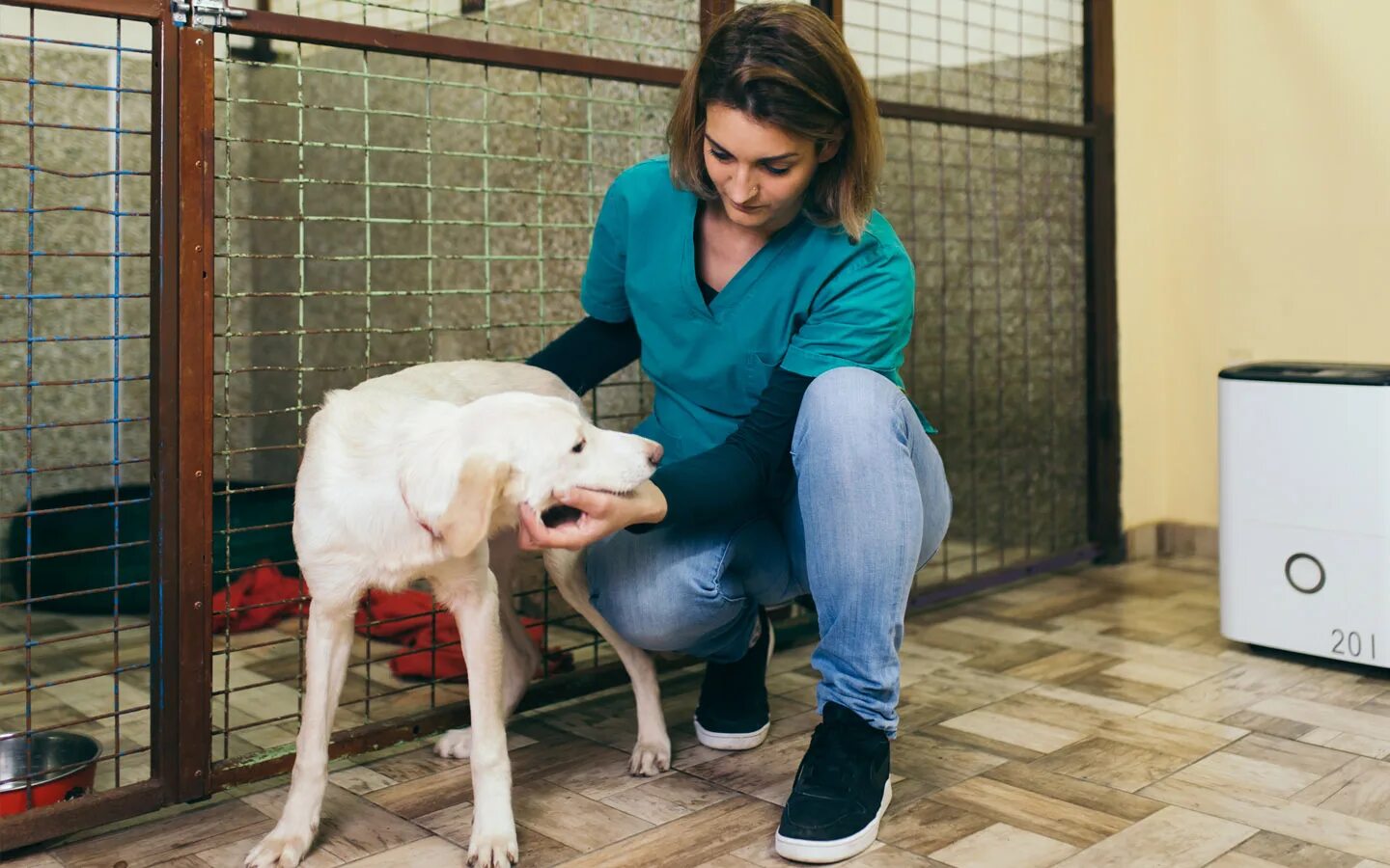 Animal shelter dogs. Dog shelter. shelter for animals. austin dog shelter.