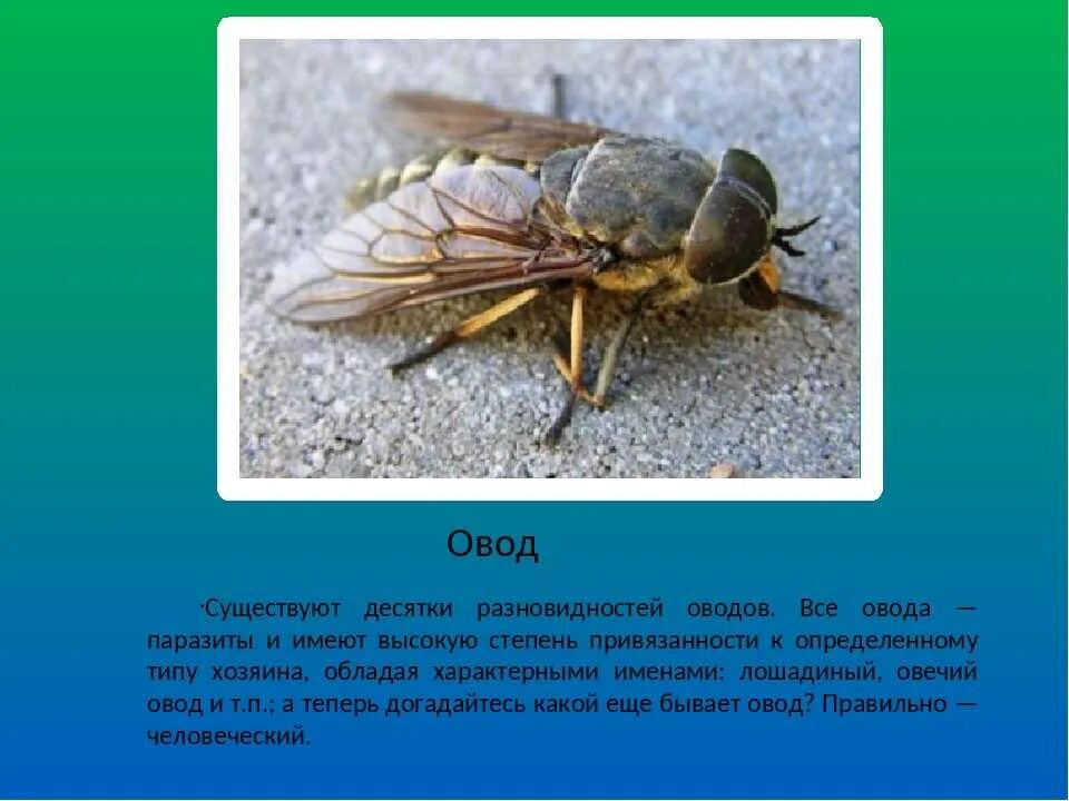 Насекомые с описанием. Слепни описание. Двукрылые оводы. Овод насекомое и слепень разница. Пауты и оводы и слепни разница.