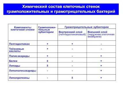 Состав клеточной стенки