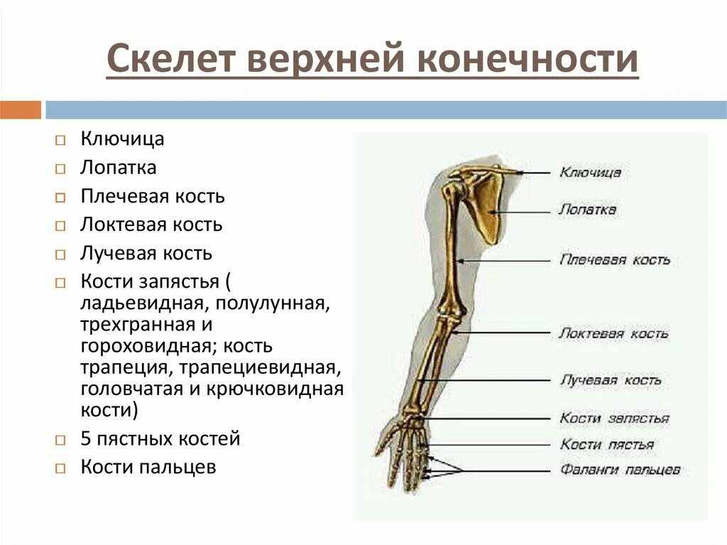 Площадь верхней конечности составляет