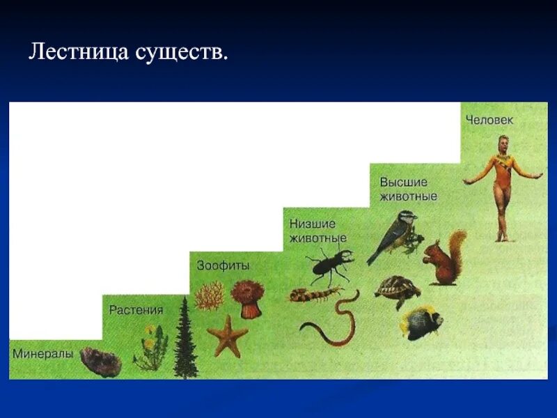 Как называют процесс исторического развития живой природы. Лестница жизни Аристотеля. Лестница Аристотеля в биологии. Лестница существ Аристотеля картинка. Лестница существ.