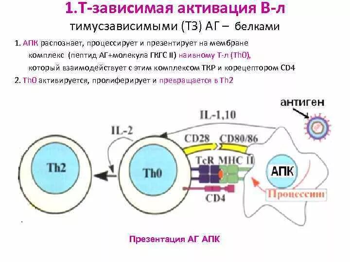 Т зависимые. Активация в-лимфоцитов на тимусзависимые антигены. Активация в-лимфоцитов т-зависимым антигеном. Клеточный иммунный ответ на т-зависимые антигены. Взаимодействие в лимфоцитов с антигенами.