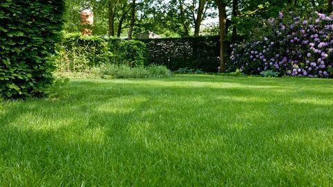 Grass lawn