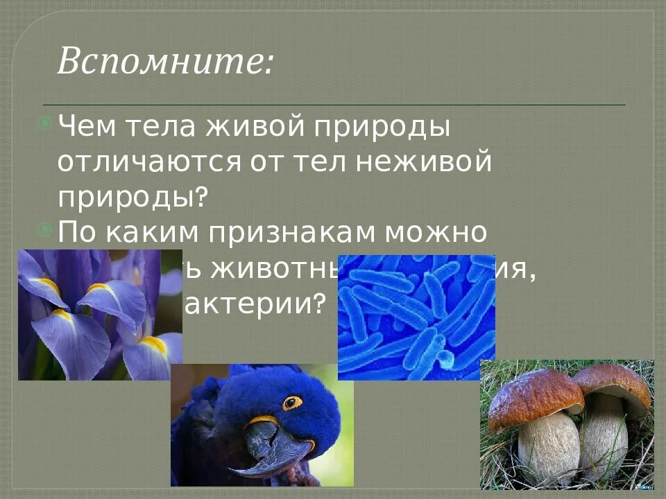 Отличием живых систем от неживых можно считать. Живые организмы от тел неживой природы. живые организмы отличаются от неживых:. чем живые организмы отличаются от неживой природы. признаки отличия живого от неживого.