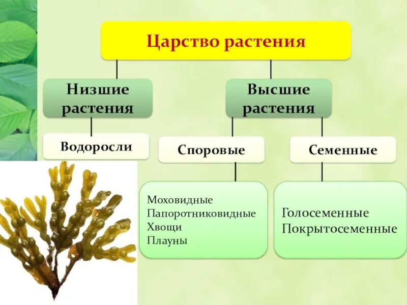 Низшие и высшие споровые растения. Царство растения Подцарство низшие растения. Царство растений споровые растения. Царство растений споровые и семенные.