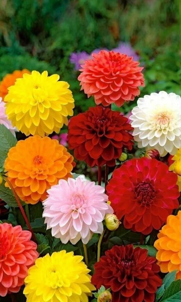 Георгины однолетние сорта. Георгины однолетние помпонные. георгины dahlia mix.