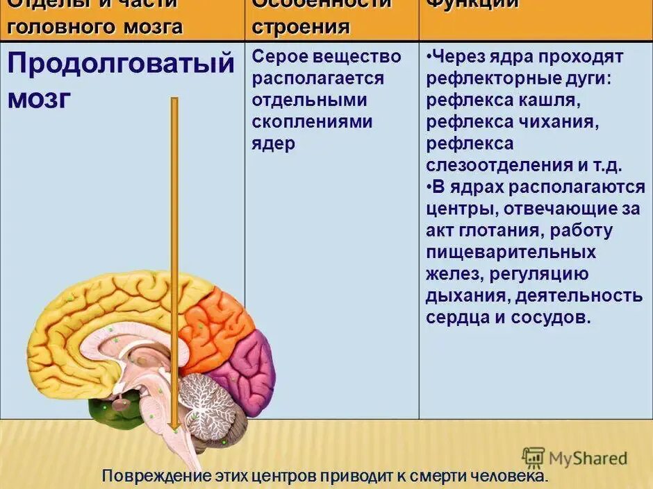 Кашлевой рефлекс какой отдел мозга. Головной мозг строение и функции. Функции отделов головного мозга схема. Биология отделы головного мозга. Головной мозг продолговатый средний задний промежуточный.