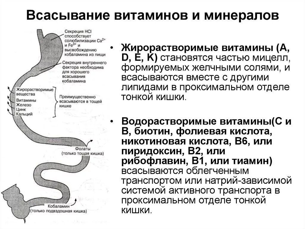 Всасывание витамина в12 схема. Всасывание витаминов в желудочно-кишечном тракте. Всасывание витаминов и минералов физиология. Процесс всасывания витаминов.