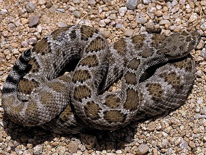 Калифорнийский гремучник. Каталинский гремучник. Crotalus Catalinensis. Гремучая змея (Crotalus horridus).