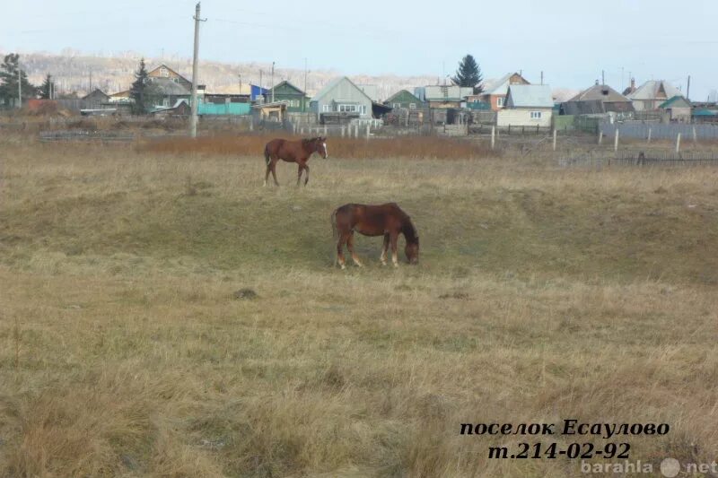 Село Есаулово Красноярский край. Село Есаулово Березовский район Красноярский край. Красноярск село Есаулово. Есаулово Сити Красноярский край.