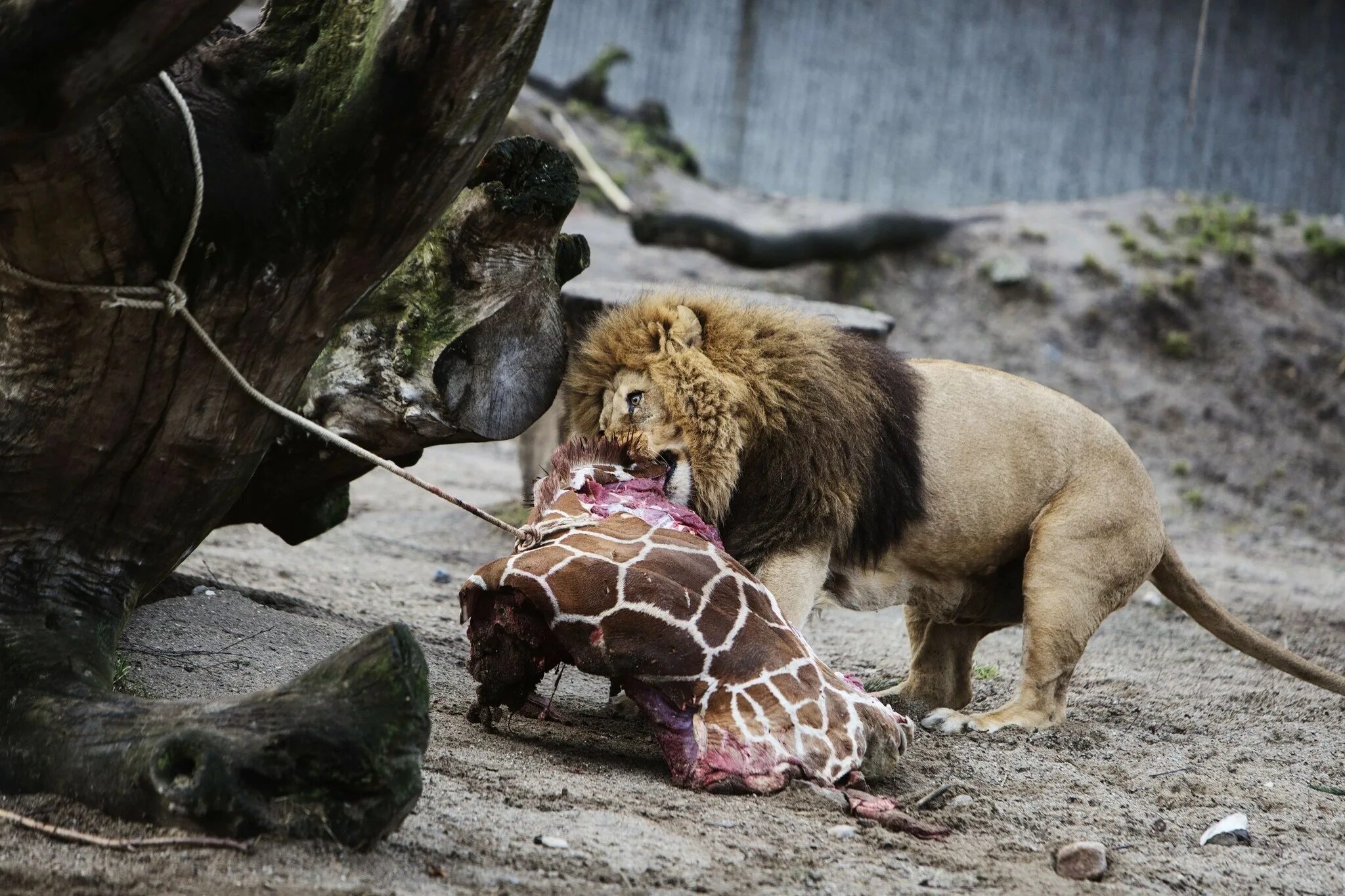 Жираф Мариус Копенгагенский зоопарк. Дикие животные убивают