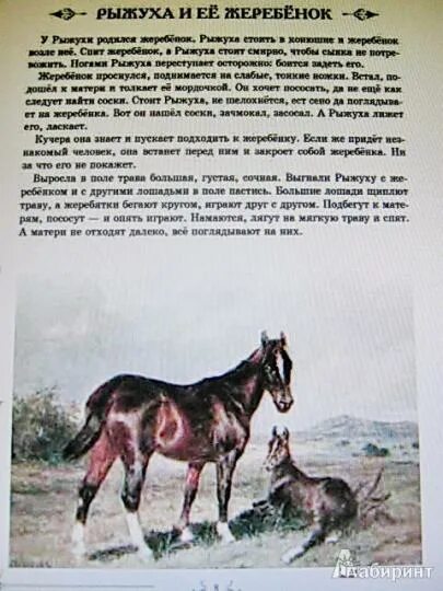 Жеребенок шолохов содержание