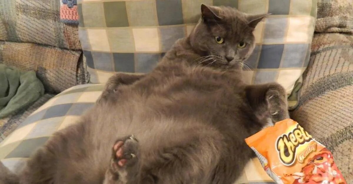 Кот который ест мем. Котик объелся. коты и чипсы.