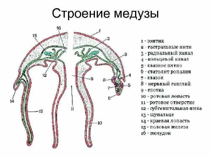 Имеет гастральную полость