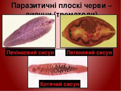 Печеночный сосальщик гермафродит