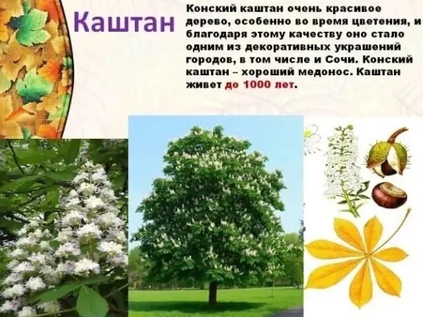Презентация по экологическому проекту.Домашняя аптека.Каштан в народной медицине