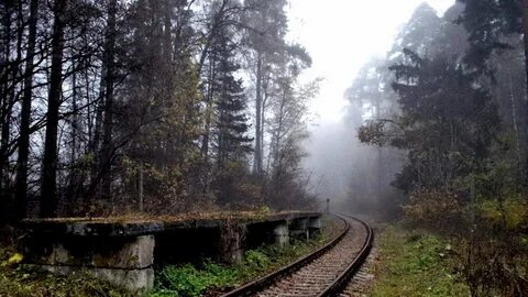 Невдалеке от дома начинался лес