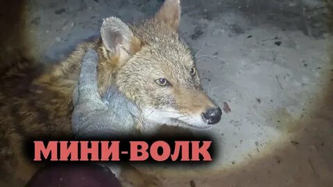 Кормить волка с руки