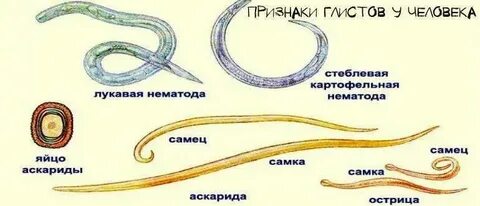 Глисты симптомы у взрослого