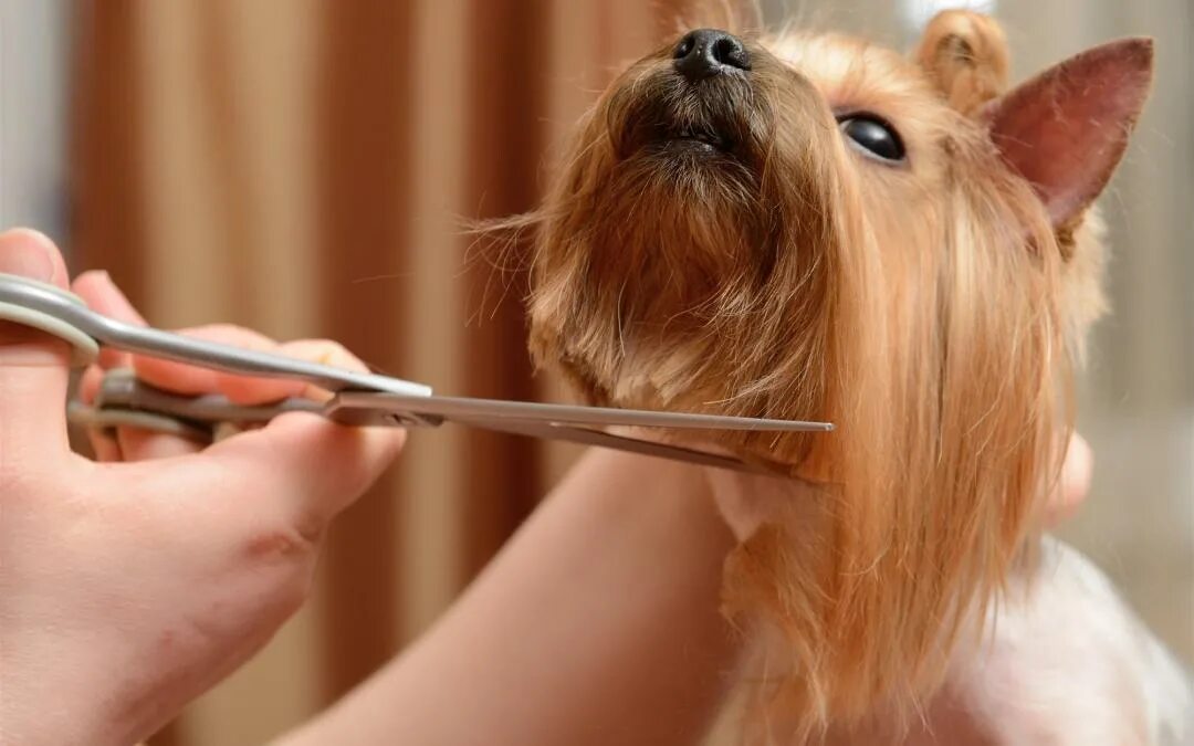 Стрижка йорка. Стрижка йорка ножницами. Йорк короткая стрижка морды. Стрижка собак каскадом. Большая собака которую нельзя стричь.