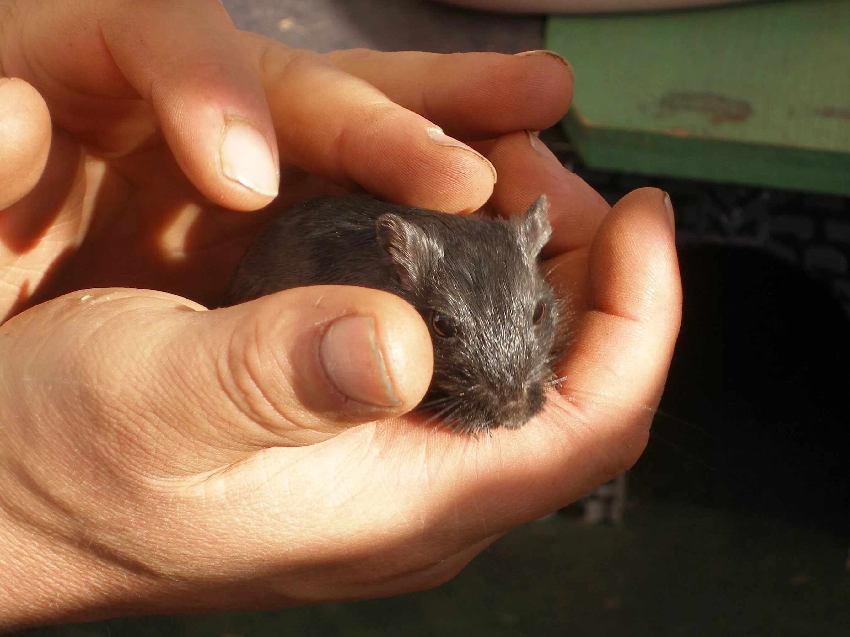 Мышиная рука. Рука на мышке. Мышиная рука. Живая компьютерная мышь. Рука на мышке.